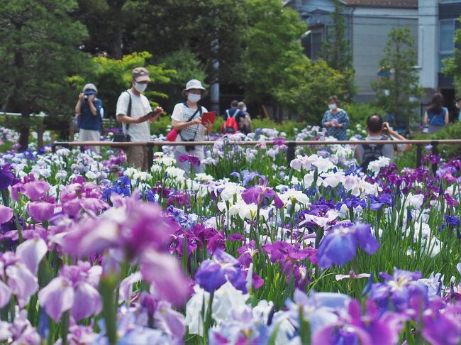 ほぼ毎年行ってる堀切菖蒲園