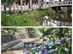 今日は足を伸ばして。。西宮神社から夙川公園＊＊紫陽花散歩＊＊