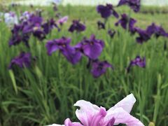 梅雨の雨に濡れて、水田の中で静かに咲く花菖蒲