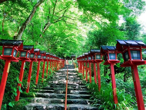 楽天市場】山採り【イロハモミジ】紅葉 株立ち 自然風樹形 樹高H