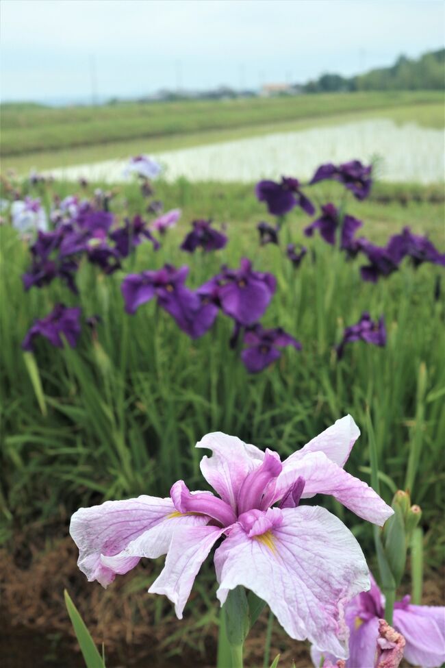 花菖蒲の群れ咲く景色が見たくて調べてみましたが、夫にお願いして連れていって貰うのであまり遠くはお願いしづらくて（夫は花も写真も興味なし）。でも、１時間で行ける範囲で兵庫県の見所は休園の所が多くて。。。と悩んだ挙げ句。<br /><br />神戸新聞に掲載された水田に囲まれた花菖蒲の畑を求めて、加東市まで行ってきました。近くに住む男性が５株を購入し植えて、畑一面まで増やしたということに先ず驚きました。残念ながら花は終わりかけでしたが、梅雨の雨に濡れて静かに咲く花菖蒲に癒やされてました。<br /><br />「やしろの森公園」は無料で入れる、自然に囲まれた公園です。ウオーキングも兼ねて散策を楽しみました。「笹ユリ」などの山野草が、ひっそりと咲いていました。