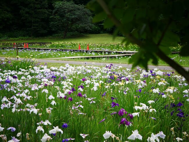 佐倉城址公園へ菖蒲を見に行ってきました。<br />平日の昼間にふらっと行きましたが空いていてのんびり散策して来れました。