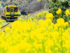 春のいすみ鉄道を撮る！乗る！旅