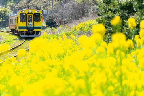 春のいすみ鉄道を撮る!乗る!旅』いすみ・大多喜(千葉県)の旅行 春のいすみ鉄道を撮る!乗る!旅』いすみ・大多喜(千葉県)の旅行