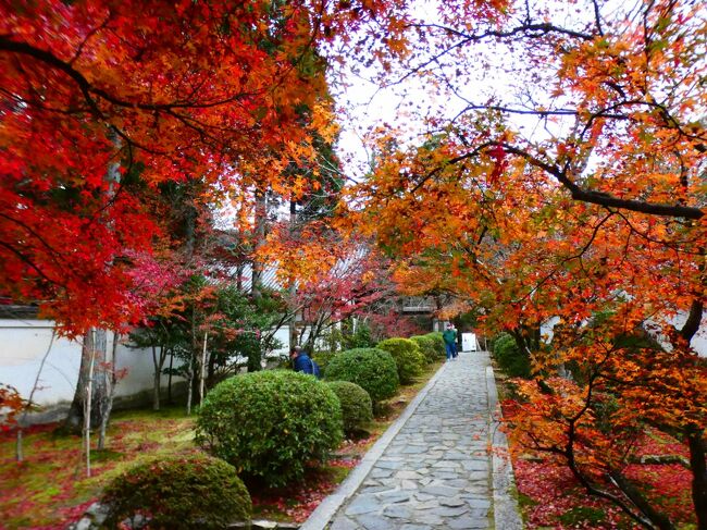 京都 京田辺 一休寺参道沿い(Ikkyuji Temple Main Approach, Kyotanabe, Kyoto, JP)