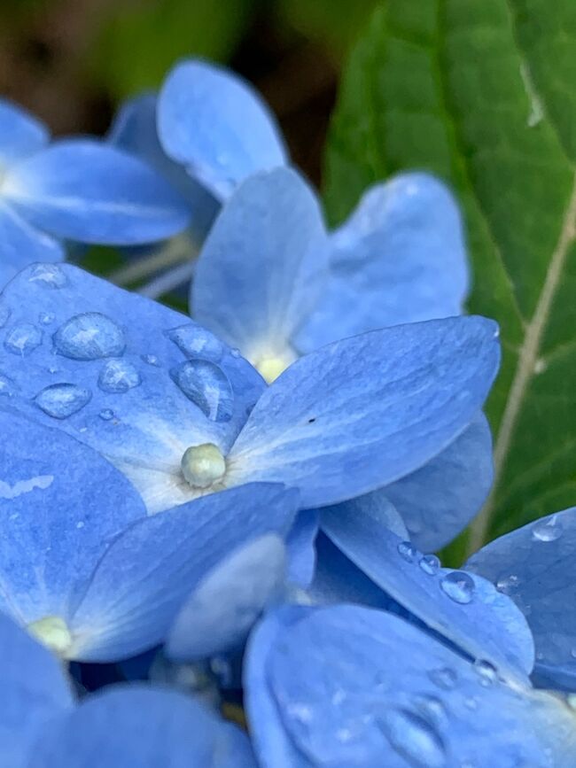 雨あがりの小径　紫陽花の中へ