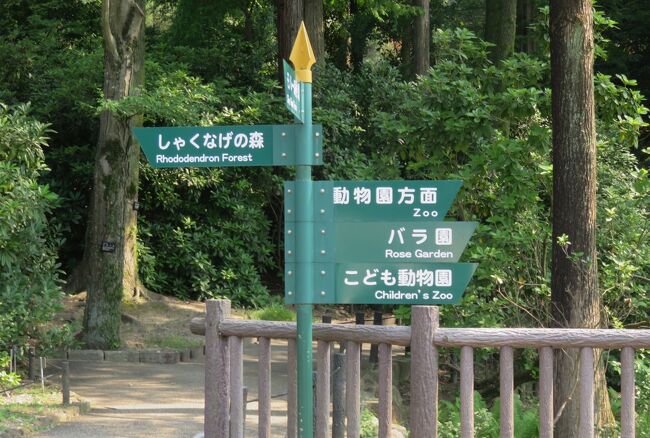 東山植物園のバラ園の紹介です。現在は東山動植物園として一体化しましたが、植物園は、動物園の開園に先立ち、1937年(昭和12年)3月3日に開園しました。植物園内の大温室の前館は開園当時のもので、現存する温室では日本最古です。当時は「東洋一の水晶宮」と呼ばれ、2006年(平成18年)12月には重要文化財となり、補修工事を終えて再開されました。