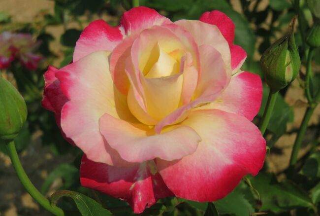 2021初夏、東山植物園のバラ(2/8)：ラ・セビリアーナ、ホワイトクリスマス