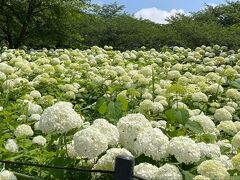 2021 幸手権現堂の紫陽花