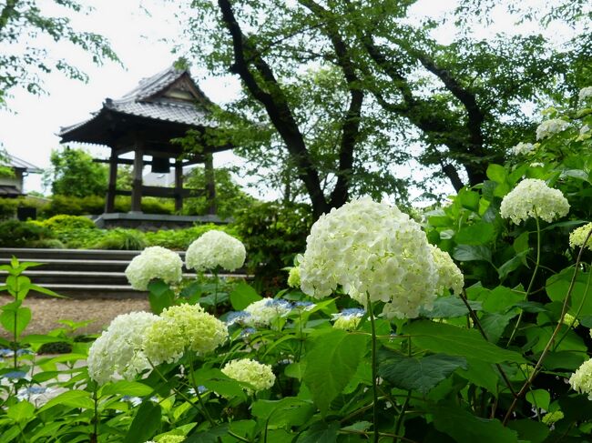 太田市の「常楽寺」へ、アジサイを見に行きました。「常楽寺」は、秋のヒガンバナで知られていますが、それ以外にも、数は多くはありませんが、四季折々の花が楽しめる”花の寺”です。<br /><br />６月３日の曇り空の下で見たアジサイは、まだ十分には咲き揃わず、花の数は少なめでした。でも、咲き始めなので鮮度が高く、綺麗な花を見られました。