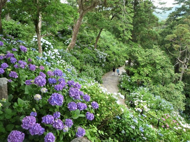 下田公園で満開のあじさいに感動。竜宮窟、石廊崎灯台も見学。伊豆の海の幸を堪能する。<br /><br />「南伊豆フリー乗車券」は東京＝伊豆急下田往復、指定エリアの鉄道・バスが乗り降り自由で、とてもお得な切符を使い行って来ました。特急利用の場合は特急券を別に買います。<br /><br />6/13（日）<br />東京10：30発（踊り子９号）→伊豆急下田13：24着<br />伊豆急下田（バス）13：35→竜宮窟13：52<br />竜宮窟（バス）14：26→吉佐美14：33（乗り換え）<br />吉佐美（バス）14：37→石廊崎オーシャンパーク15：10<br />石廊崎オーシャンパーク（バス）16：00→多々戸16：36<br />多々戸（徒歩）約5分→下田大和館<br /><br />6/14（月）<br />下田大和館送迎バス10：30<br />伊豆急下田（バス）10：40→あじさい公園10：45<br />伊豆急下田14：41発（リゾート21）伊東駅15：52着<br />伊東駅16：02発（踊り子16号）→東京駅17：48着<br />