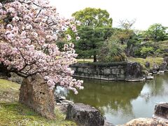 春の訪れ、桜とグルメ♪二条城の桜～「Kyo gastronomy KOZO」＆「EL BOGAVANTE 346」＆「本日の」