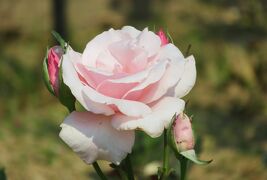 2021初夏、東山植物園のバラ(3/8)：ブルー・パヒューム、オーギュスト・ルノアール