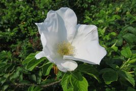 2021初夏、東山植物園のバラ(4/8)：粉粧楼、オールド・ブラッシュ、ハマナス