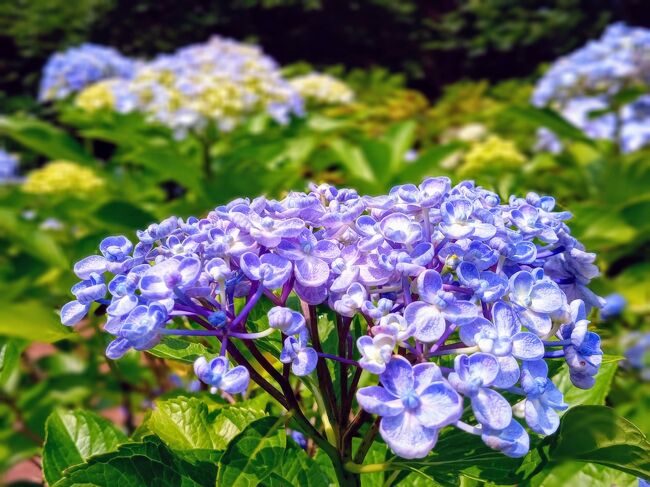 関東もついに梅雨入りしちゃったねー！　やだねー！<br />なーんて話してたら今日は少ーし青空が広がってきたので…そうだ、紫陽花を見に行こう！<br /><br /><br /><br />