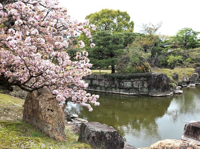 京都の桜☆今年の桜は早かった～。<br />3月半ばに、そこそこ良い感じに咲き始め、春分の日頃に既に満開の場所も♪<br />そして、4月になると散り始め…<br />そんな中、旦那様とお休みが合ったので、割と人出が少なく、そして綺麗な桜が楽しめる場所は…ってことで、チョイスしたのが二条城。<br />桜の季節の二条城、何度となく二条城は訪れているけれど、春の美しいお城を見るのは初めてかも☆<br /><br />ランチは、以前から行ってみたかった、苔テラリウムで人気の「Kyo gastronomy KOZO」<br />見た目は繊細で、かつ華やか～♪<br /><br />二条城で大政奉還の様子を確認したりして…<br />なかなか自由にあちこち行けない、いや行きづらい世の中ではあるけれど、気を取り直して～♪<br /><br />その後、二条城から徒歩15分程度で、訪れたのは「本日の」<br />人気のベーカリーカフェ「パンとエスプレッソと」の新ブランド店舗で、マリトッツオが人気なんだとか…<br />今流行りのマリトッツオ☆<br />旦那様がとにかくハマってて、今後の旅行記に嫌という程…マリトッツオが登場します～（笑）<br /><br />その後、散策をしながら京の夜桜を楽しんだら、今夜は旦那様の会社の同僚たちとお食事会。<br />コロナ禍の緊急事態宣言が解除された中、久しぶりに数人で食事を楽しんだわー。<br />この頃は普通にアルコールが提供されていたけれど、、、<br />つい先日のことなのに、既に随分と時が経ったような気がする…<br /><br />ところで、いよいよオリンピックが始まるんだよねー。<br />さて、どうなることやら…心配事が山積みだけれど、どうか取り越し苦労に終わって、素晴らしいオリンピックになりますように♪<br /><br /><br />Kyo gastronomy KOZO　　https://kyo-gastronomy-kozo.owst.jp/<br />二条城　　https://nijo-jocastle.city.kyoto.lg.jp/<br />本日の　　https://bread-espresso.jp/shop/honjitsu-no.html<br />EL BOGAVANTE 346　　https://elbogavante346.gorp.jp/