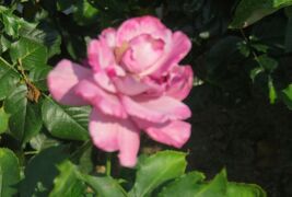 2021初夏、東山植物園のバラ(6/8)：ロイヤル・プリンセス、ダイアナ・プリンセス