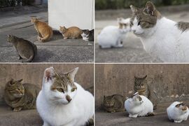 北九州の離島、馬島でネコに癒される