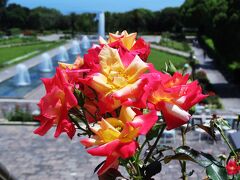 神戸、須磨離宮公園の花しょうぶと名残のバラを鑑賞します！