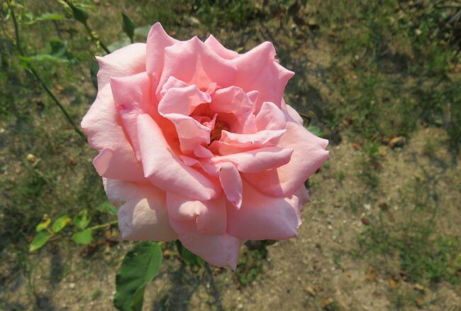 2021初夏、東山植物園のバラ(5/8)：イブ・ピアッチェ、ゴールドバニー、はまみらい