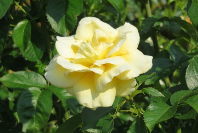 2021初夏、東山植物園のバラ(7/8)：カルト・ブランジュ、ハイネス雅、プリンセス・アイコ