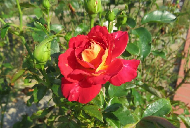 2021初夏、東山植物園のバラ(8/8)：カクテル、ツル・ノック・アウト、アイスバーグ