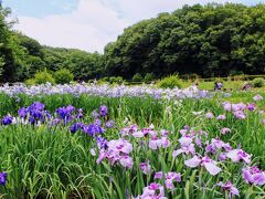 【2021年】6月は紫が似合う季節。吹上の菖蒲と塩船の紫陽花はピーク後半です。