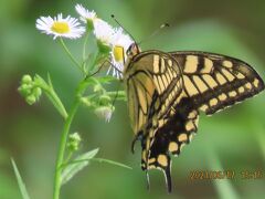 2021森のさんぽ道で見られた蝶(26)キアゲハ、キマダラセセリ、ルリタテハ、アカボシゴマダラ等