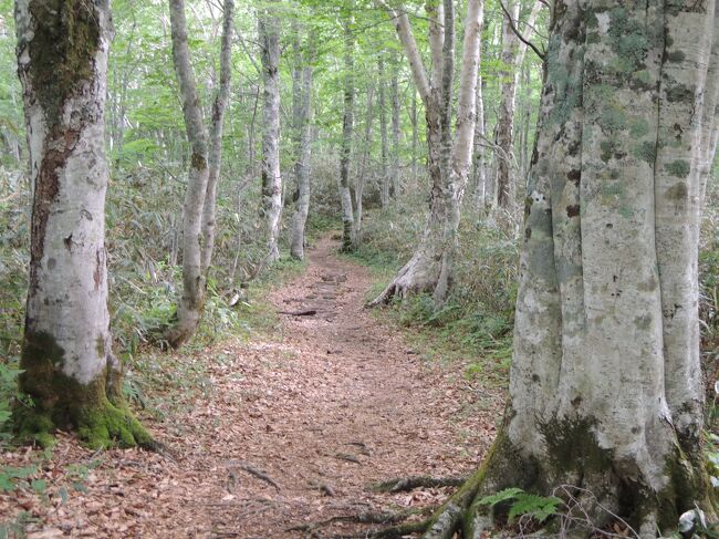 午後雨模様なので早朝に黒姫山トレッキング。毎年チャレンジしているが晴れて高山植物が咲いていると山歩きは最高に楽しい。ブナやミズナラの巨木を見ながらの森林浴も素晴らしい。