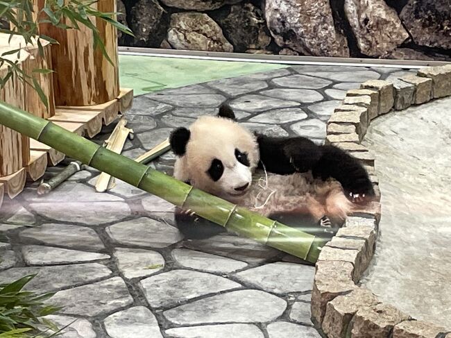 抽選に当たったので、パンダの赤ちゃん楓浜に会いにアドベンチャーワールドへ行って来ました。<br />せっかくなので、白浜温泉にも一泊しました。<br />