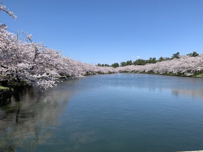 去年弘前に行った時、地元の方から弘前城の桜&#127800;はすごくいいってすすめられて、気になってました。<br />桜は時期が難しいですがなんとか満開に近い日に行く事ができました。