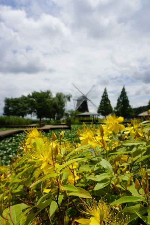 梅雨の晴れ間に楽しむ chocoのお散歩♪　柏・あけぼの山公園、関東三大弁天・布施弁天、白鳥と遊ぶ手賀沼