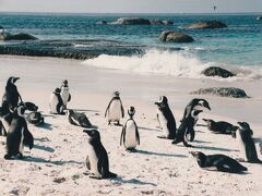24年前再び南アフリカ共和国に行きました。③海岸ではペンギンたちに出会いました。