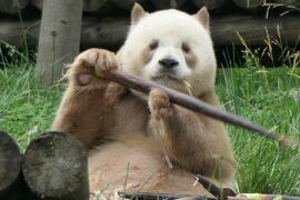 【１】茶色いパンダ「チーザイ」を見に西安へ（秦嶺四宝科学公園）