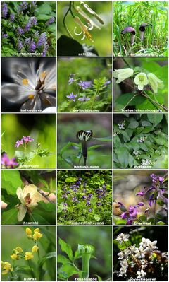 ◆福島・四季・彩々/ Part９７～春の野の花巡り⑤(晩春の候)
