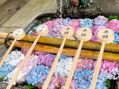 京都藤森神社で紫陽花苑を見て　ランチバイキング♪