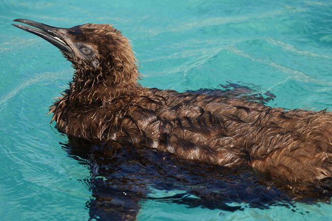 動物園・水族館には良く行くし写真も大量に撮っているけれど、旅行としてカウントすべきか否か…と悩んだきり、行き場を失っていた日帰り動物園・水族館めぐりの記録を淡々とUPしていくシリーズです。<br />飼育個体のメモも兼ねているので、わけの分からない詳細情報があったりするかもしれません。読み飛ばし推奨です(;&#39;∀&#39;)<br /><br />今回は葛西臨海水族園。<br />前回に引き続きオウサマペンギンの雛とイタチザメに会いに。そして30周年記念のイベント『お仕事体験』参加を夢見ての訪問です。