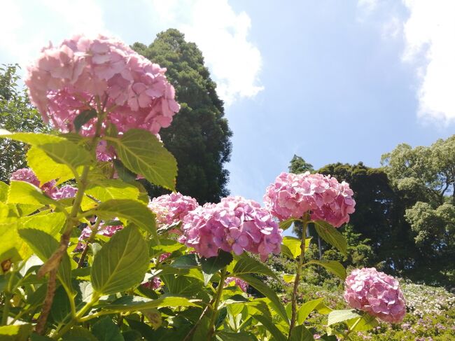 ２１ 千葉紫陽花さんぽ 服部農園あじさい屋敷に電車とバスで行ってみた 茂原 千葉県 の旅行記 ブログ By たーさん フォートラベル