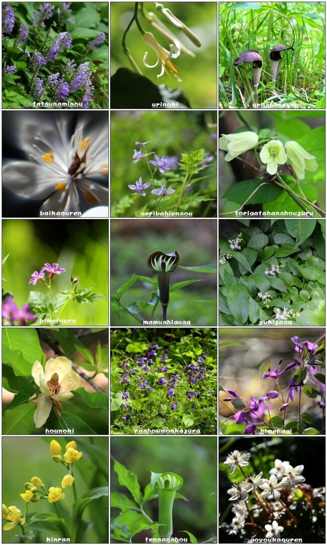 ☆福島の四季折々の花や自然風景を紹介している<br />“福島・四季・彩々”は回を重ねＰａｒｔ,９７になりました。<br />単独ネタにするには写真が少なかったり<br />あまり脈絡がないネタだったり、<br />それらを強引につなぎ合わせたのが“福島・四季・彩々”ですが、<br />今回も福島の春の山野草を中心にご紹介します。<br /><br />政府は10都道府県に出されている緊急事態宣言を沖縄を除く9都道府県は、<br />期限となる20日解除し、このうち東京や大阪など7都道府県は、<br />来月11日までの期間まん延防止等重点措置に移行することなどを<br />決定しました。<br />でも・・・・<br />果たして多くの日本人は緊急事態宣言とまん延防止等重点措置の違いが<br />分かるのだろうか？<br />恥ずかしながら私は明確な説明などできません。<br />何が許されて何がダメなのか、誰もが分かるようにしないと<br />どんな立派なお題目だとしても馬の耳に念仏状態になりかねません。<br /><br />政府も行政も国民も、正直みなコロナ疲れかな。<br />たまには野の花でも眺めて一息ついてはいかがでしょうか？<br /><br /><br /><br />