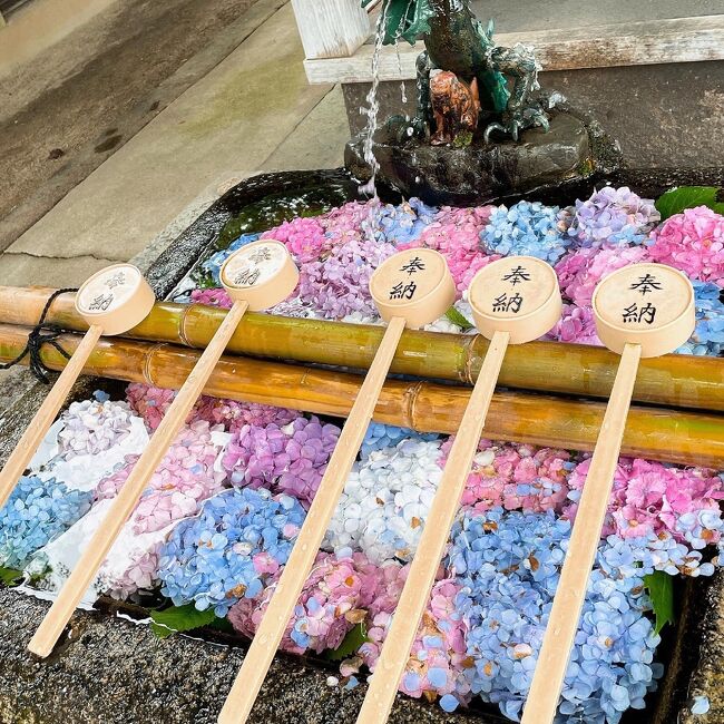 日帰りで藤森神社紫陽花苑を見て　宝塔寺まで散歩。<br />リーズナブルなアーバン京都ホテルでランチビュッフェ。<br />その後　歩いて青少年科学センターを見て帰りました。<br />全部で7キロぐらい歩きました。