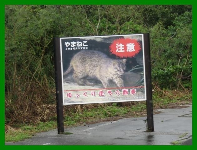 ★旅のアーカイブから★<br /><br />思い出の沖縄離島一人旅。旅行記を淡々と続けます。<br />２０１５年２月八重山諸島と沖縄本島へ。<br />前半は石垣島を拠点にして八重山諸島の離島巡り。日本最南端の波照間島、西表島、由布島、人気の竹富島などを巡りました。<br />後半は沖縄本島に渡り、いつものようにダイビングやグルメ。<br />ＡＮＡインターコンチネンタル石垣とホテル日航アリビラに泊まってＡＮＡ系とＪＡＬ系のリゾートホテルを泊まり比べるちょっと贅沢をした２週間の旅でした。<br /><br />＜その５＞<br />旅の３日目。<br />波照間島を後にして高速船で西表島へ向かいます。イリオモテヤマネコで有名なこの島ですが、めったに見られないそうです。<br />仲間川マングローブクルーズに行こうとしたらあいにくの雨。それでもサキシマスオウノキの巨木や巨大なシジミを見て、ここまで来てよかったと。<br /><br />＊＊＊＊＊＊＊＊＊＊<br />旅行時期2015年2月<br />投稿日2021年6月19日