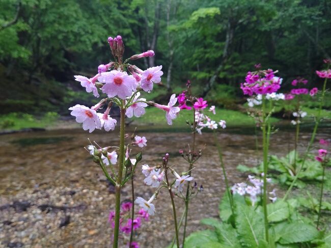 クリンソウの咲く、中禅寺湖千手が浜へ