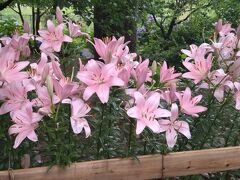 福智山ろく花公園の百合・呑山観音寺の紫陽花・九大の森の落葉松を愛でるドライブ