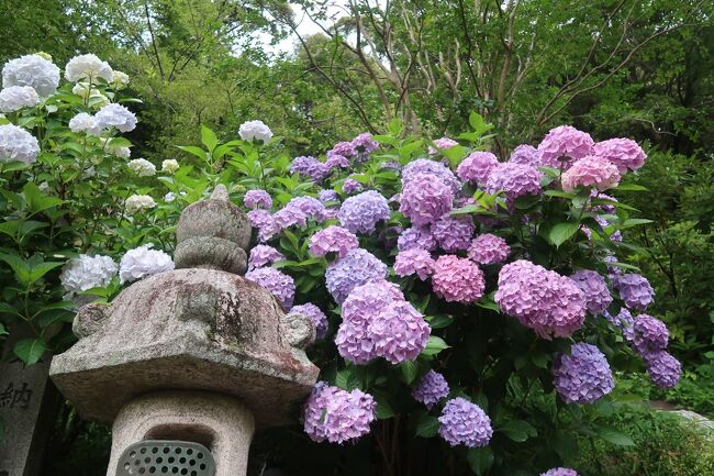 紫陽花を見に奈良の南部に行ってきました。<br />飛鳥時代の遺物がいっぱいある地域ですが、古墳的なものに興味のない私は、たぶん、この機会を逃すと一生、この地域の神社にはいかないだろうなと思って、有名っぽいところを巡ってみました。
