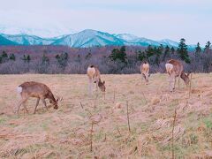 GWなのにまるで真冬!? 2泊3日道東ドライブの旅~阿寒・摩周・羅臼・知床・網走~後編~