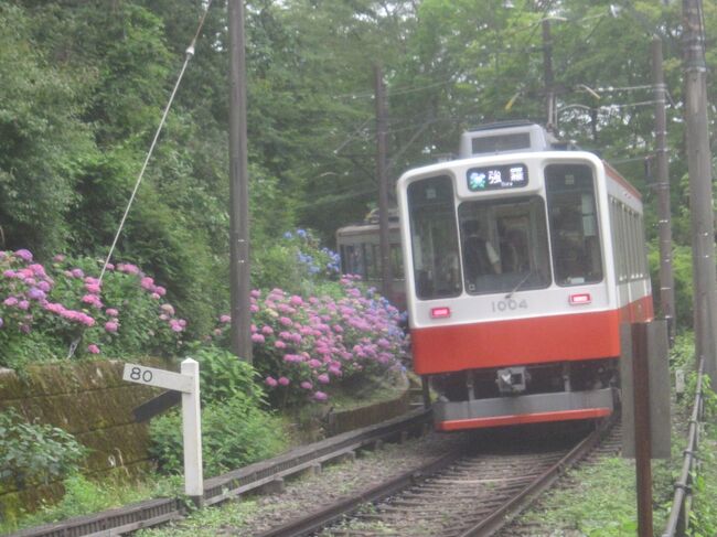 関東地方も梅雨入りし､本格的なあじさいの季節<br />東京の街中でも5月中旬頃から早くもアジサイを目にし、今年は既に<br />茂原のあじさい屋敷<br />https://4travel.jp/travelogue/11695826<br />白山神社<br />https://4travel.jp/travelogue/11696935<br />とあじさいを見に行きましたが､続いて箱根にもあじさいを見に行ってきました<br /><br />【表紙の写真】あじさいと箱根登山電車(宮ノ下駅)