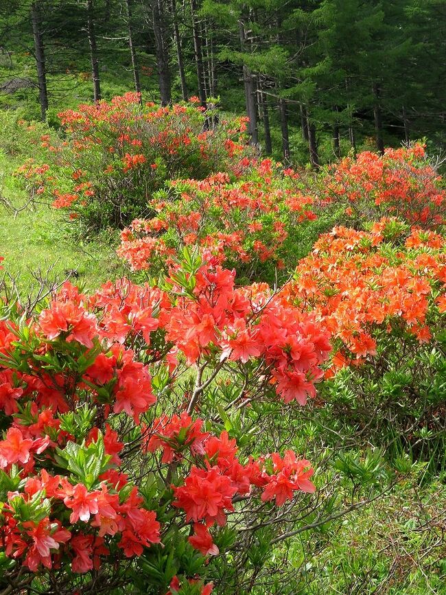 6月18日に赤城山のレンゲツツジを日帰りで見に行きましたが、一番のメインの場所が見頃を過ぎていて、期待外れに終わったので、一日間を置いて再びレンゲツツジの名所・湯の丸高原へリベンジで訪ずれました。晴天が2日連続するようなので、今度は1泊2日ででかけることにしました。1日目は湯の丸高原＆軽井沢。2日目は八千穂高原経由で入笠山へ行く計画。幸い、東京は朝天気が悪かったせいか、道路も渋滞もなく、湯の丸高原に着いたときには青空が広がり、絶好の行楽日和となりました。湯の丸高原のレンゲツツジはちょうど見ごろで、規模も大きく、想像以上にすばらしく、一生分堪能した気がしたほどでした。今週いっぱいは楽しめるようです。