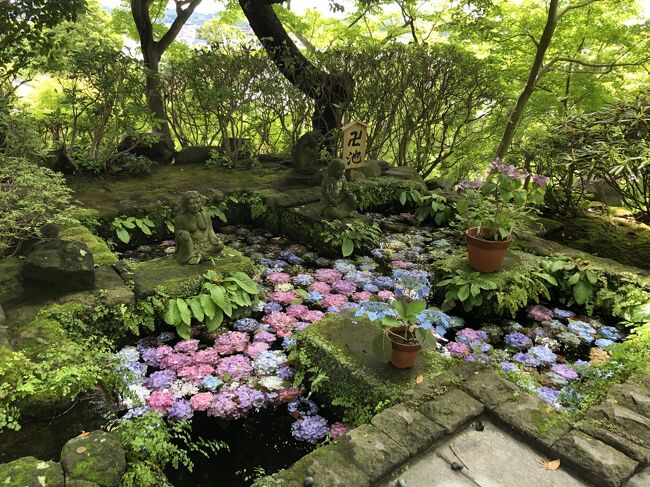 梅雨の晴れ間、2時間ほどのお散歩で、鎌倉のあじさいや季節の花を見て回りました。<br /><br />江ノ電・極楽寺駅から;<br /> 極楽寺 → 成就院 → 御霊神社 → 長谷寺 → 光則寺<br /> → 鶴岡八幡宮<br />JR・鎌倉駅へ<br />