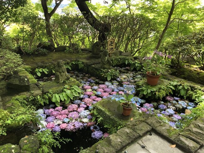 鎌倉のあじさい巡り　～極楽寺から長谷寺～