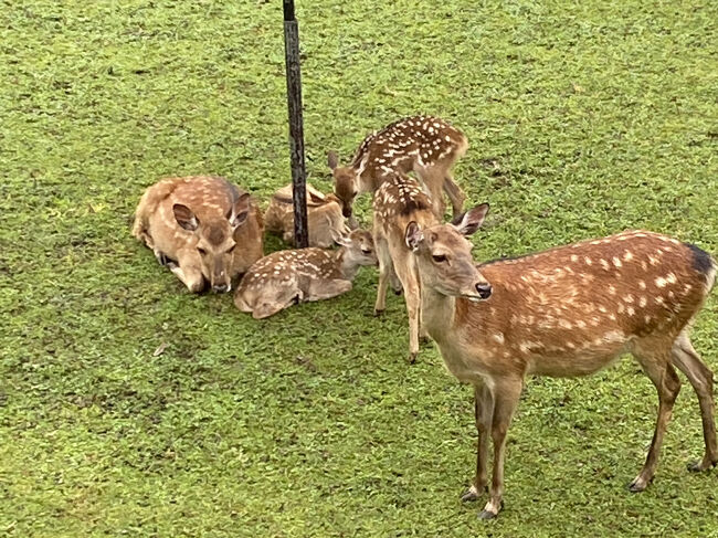 毎年隙あらば行こうと思っている奈良公園鹿苑の仔鹿公開に行ってきました。<br />今年2021年もやっていないかと思いましたが、開催されていたのでうれしかったです。<br />ランチに行った喜つねは、4月にオープンした、代々木上原のミシュラン☆のsioさんと同じオーナーのお店だそうです。<br />奈良に来た真の目的は「聖徳太子と法隆寺」を見に奈良国立博物館に行くためだったのでした~<br />